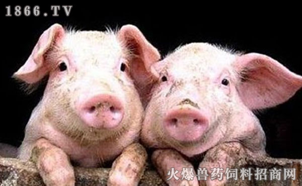 今日全国生猪最新价格，友情与陪伴的温馨故事开启