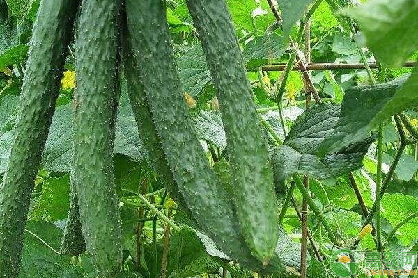 最新黄瓜价格分析，市场走势、种植技巧与消费趋势探讨