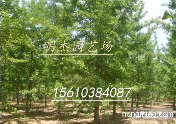 银杏树苗最新价格，时代印记与市场的波动影响
