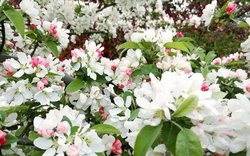 苹果六最新报价与自然的旅行邀请
