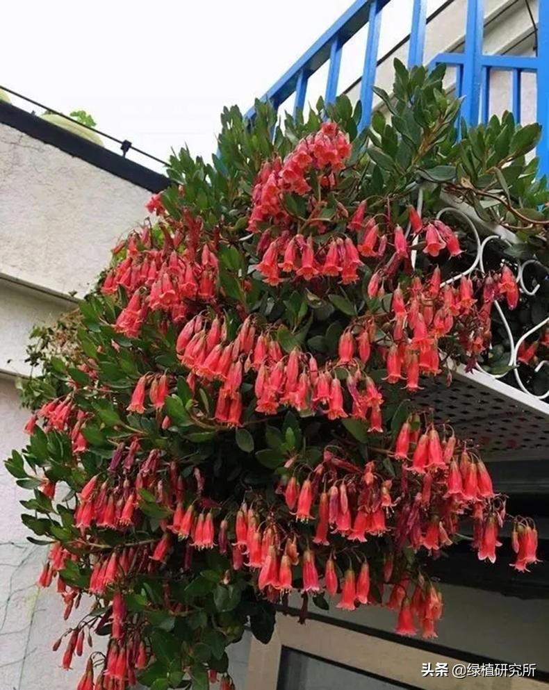 重磅推荐,日本最新动漫网站——宅迷们的福音!